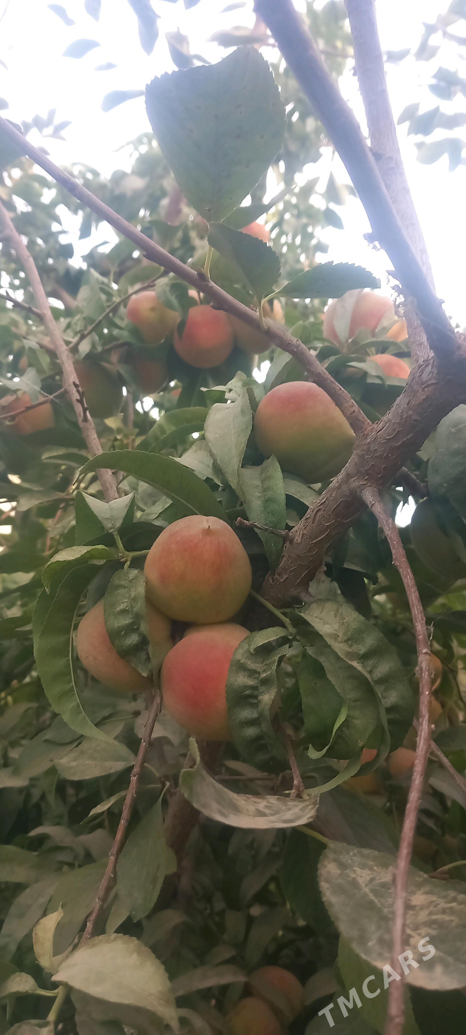 Bag Nahalar - Gökdepe - img 5