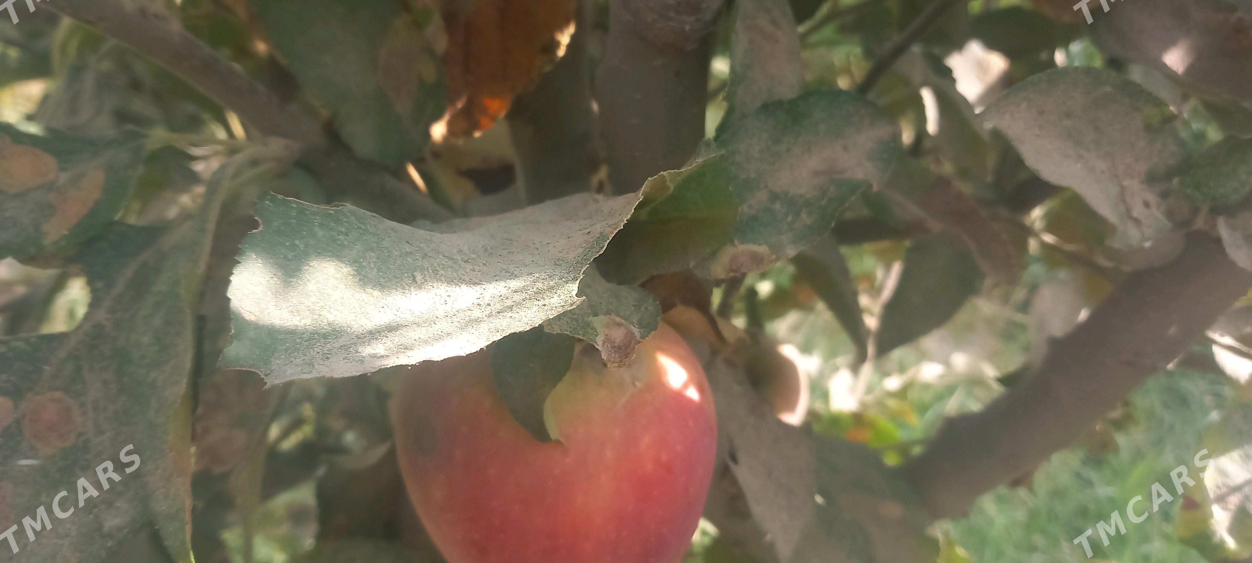 Bag Nahalar - Gökdepe - img 3