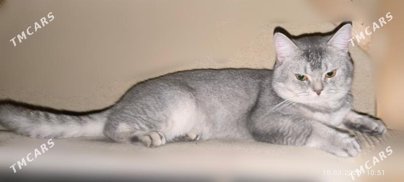 ЧИСТОПОРОДНЫЙ ШОТЛАНДСКИЙ КОТ - Ашхабад - img 2