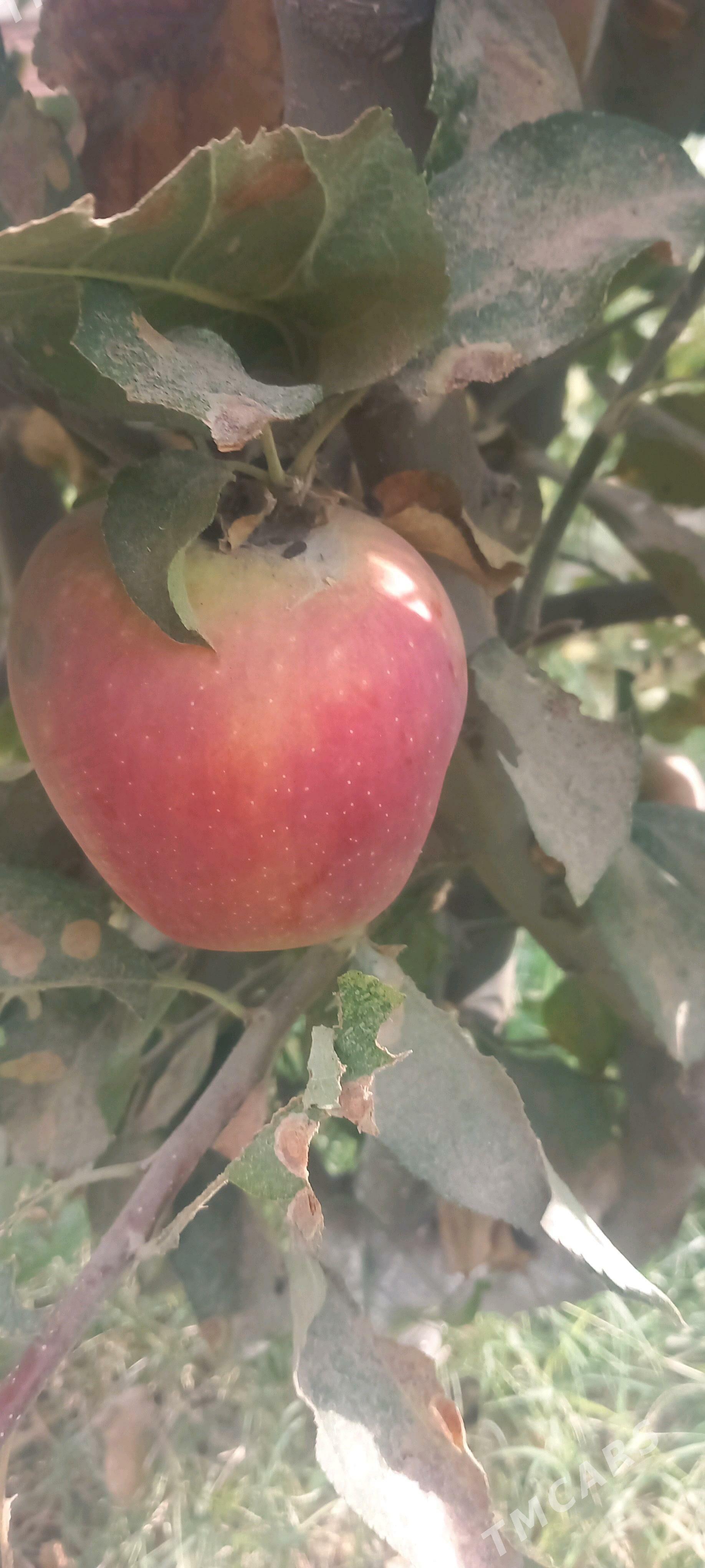 Bag Nahalar - Gökdepe - img 2