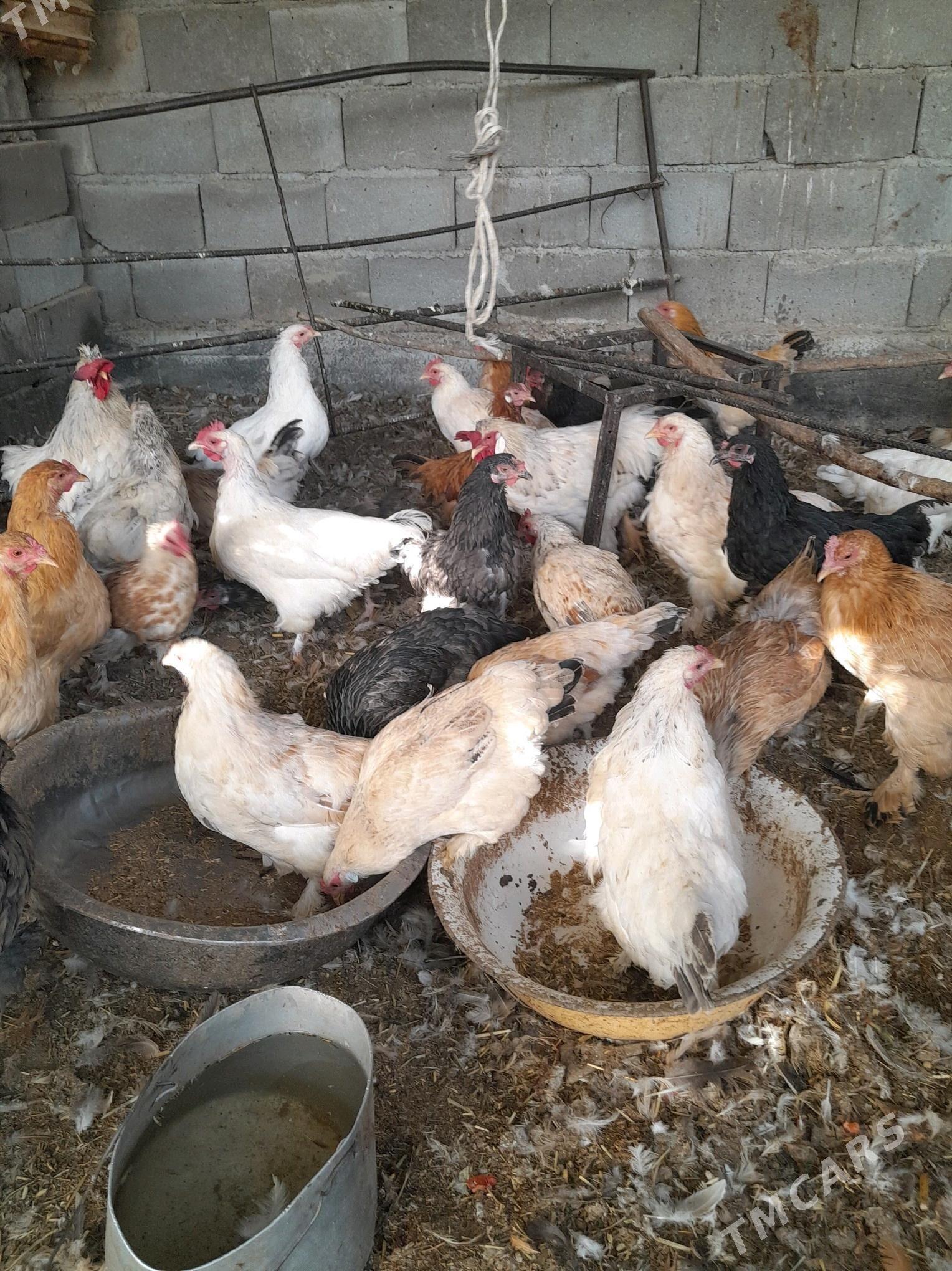 Towuklar - Гёкдепе - img 1