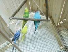 popugay setklar imleri - Ашхабад - img 1