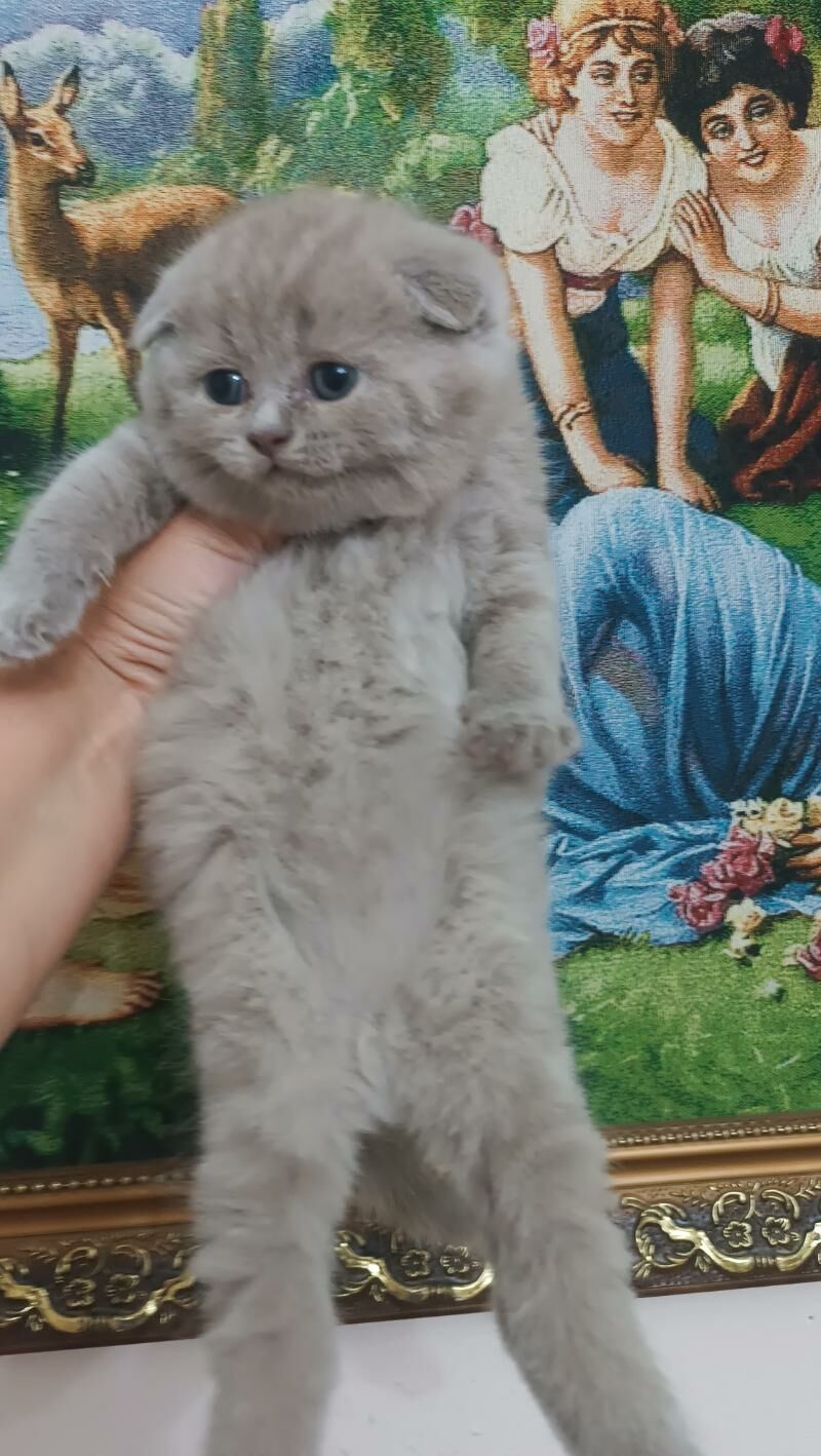 Шотландские котята - Aşgabat - img 8