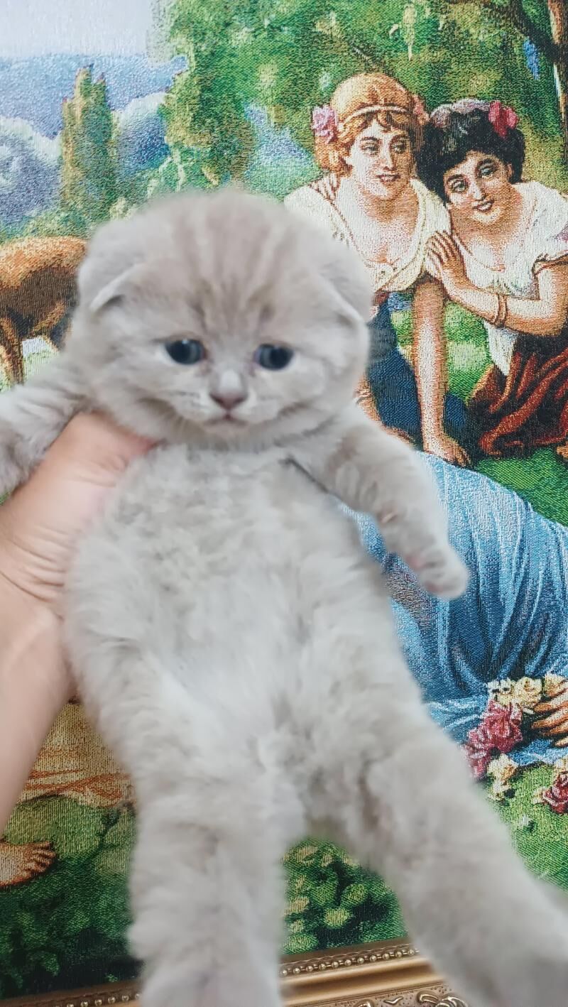 Шотландские котята - Aşgabat - img 9