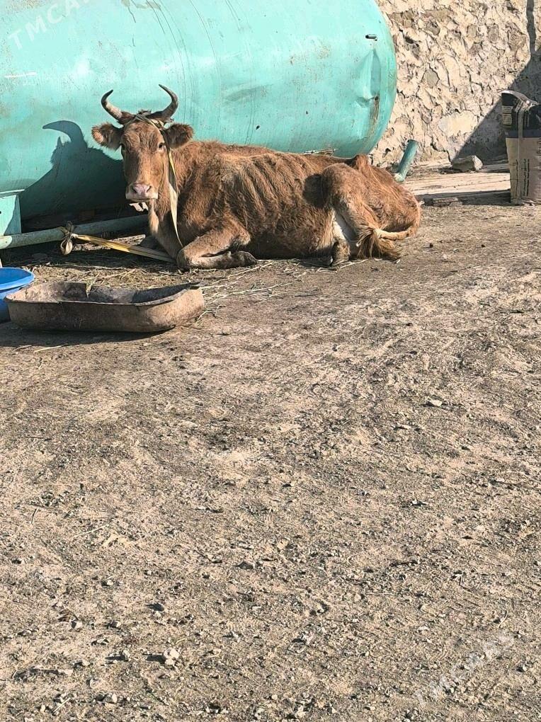 gysyr sygyr bakmaly - Берекет - img 1