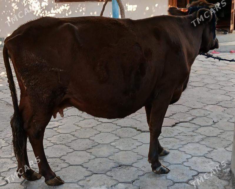 BAKYLAN SYGYR - Aşgabat - img 2