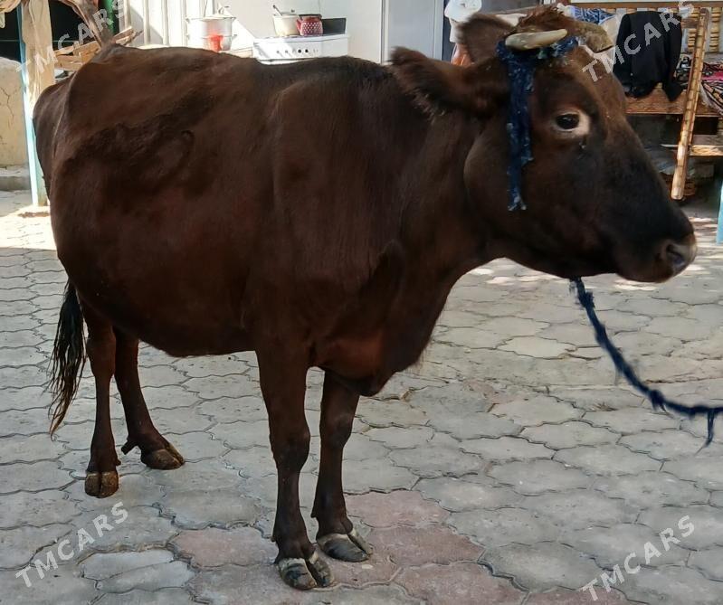 BAKYLAN SYGYR - Aşgabat - img 3