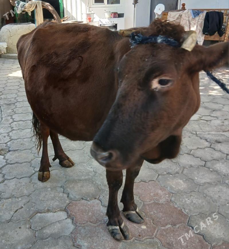 BAKYLAN SYGYR - Aşgabat - img 6