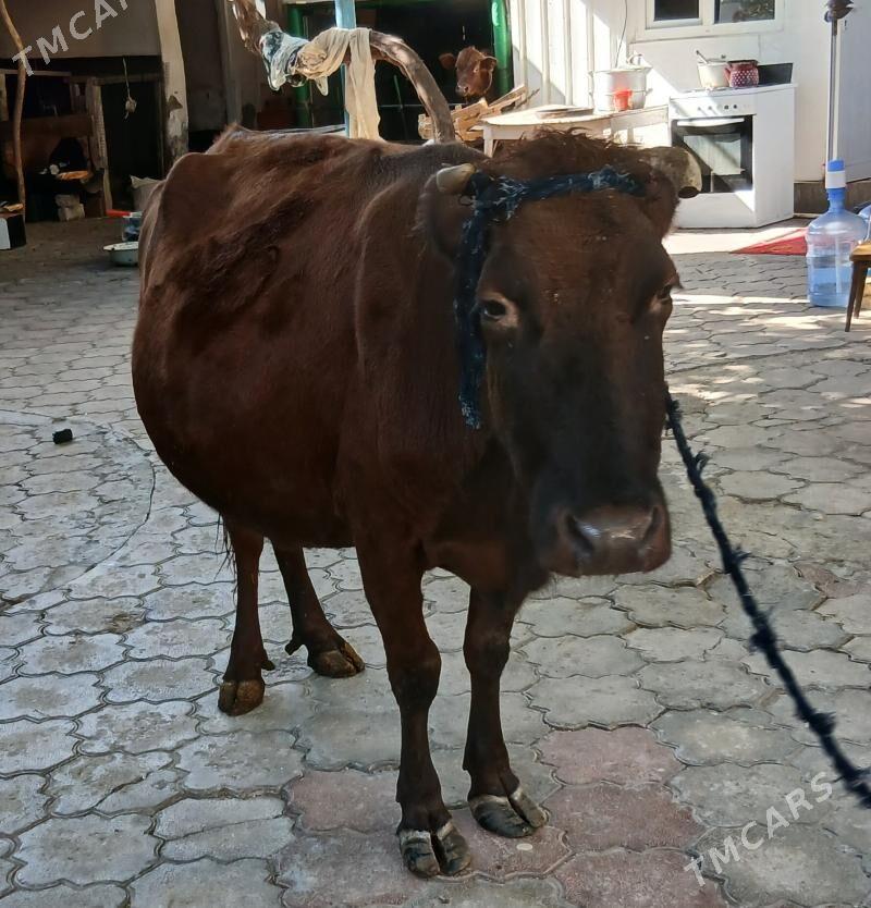 BAKYLAN SYGYR - Aşgabat - img 4