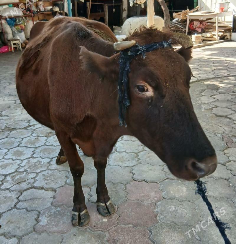 BAKYLAN SYGYR - Aşgabat - img 5