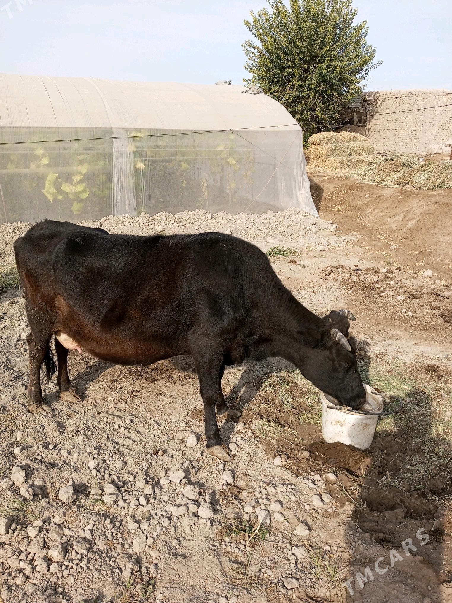 Göleli  sygyr - Çärjew - img 2