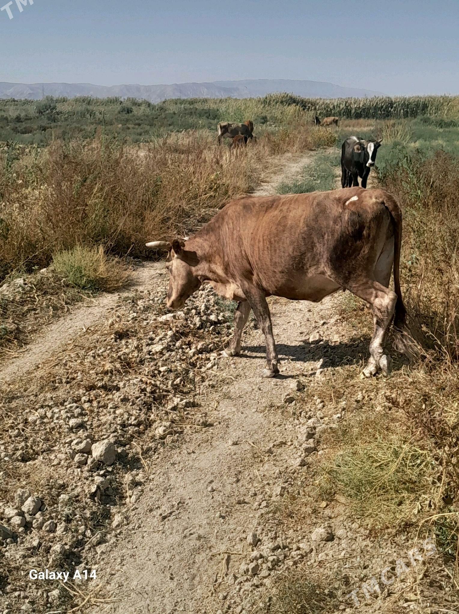 Sygyr - Гызыларбат - img 3