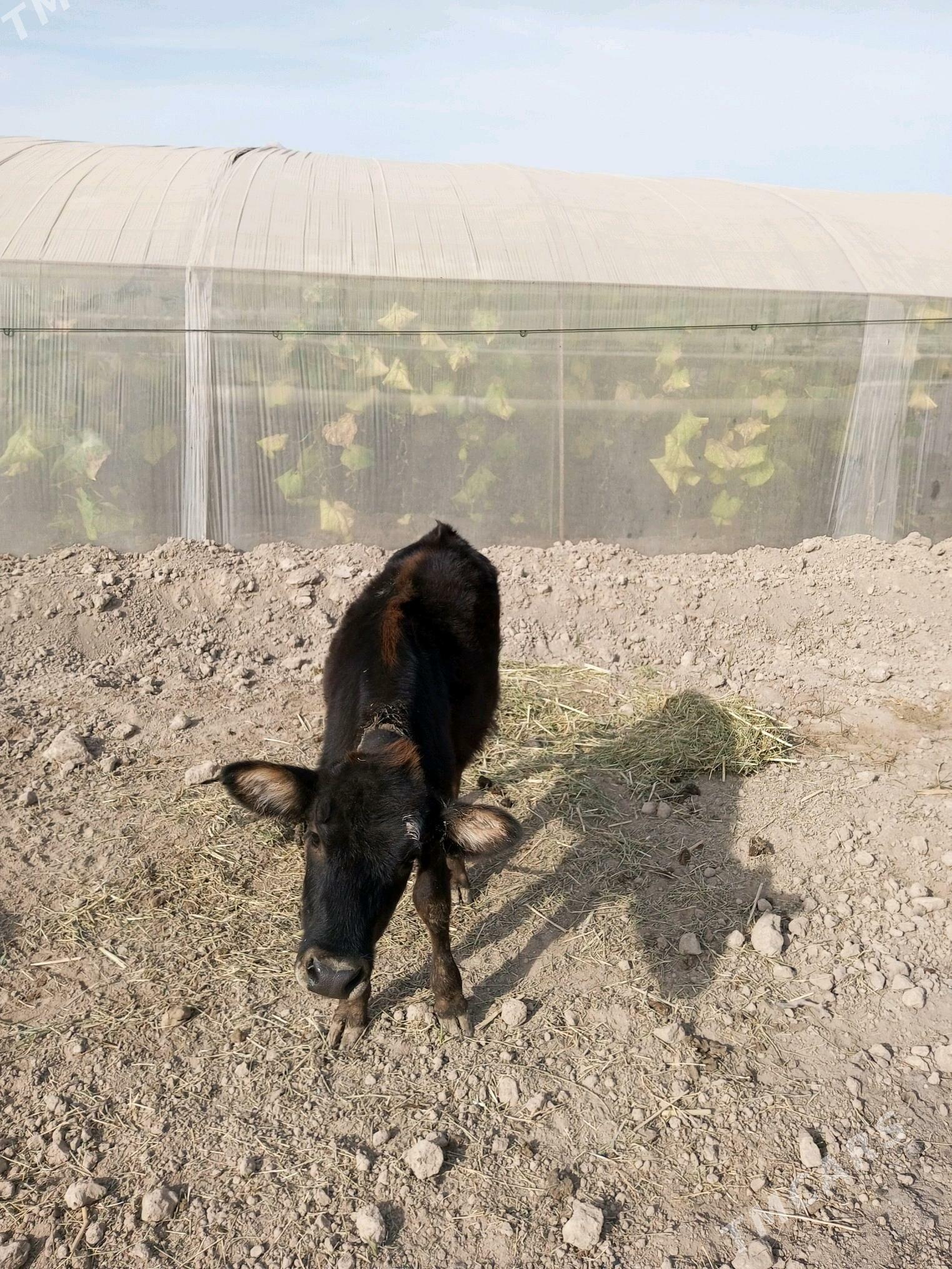 Göleli  sygyr - Çärjew - img 3