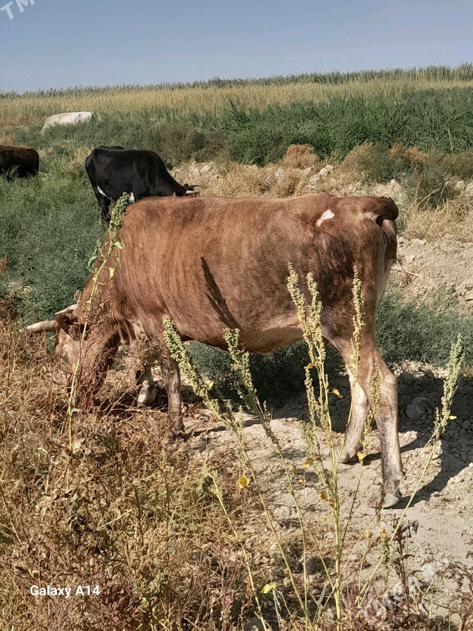 Sygyr - Гызыларбат - img 4