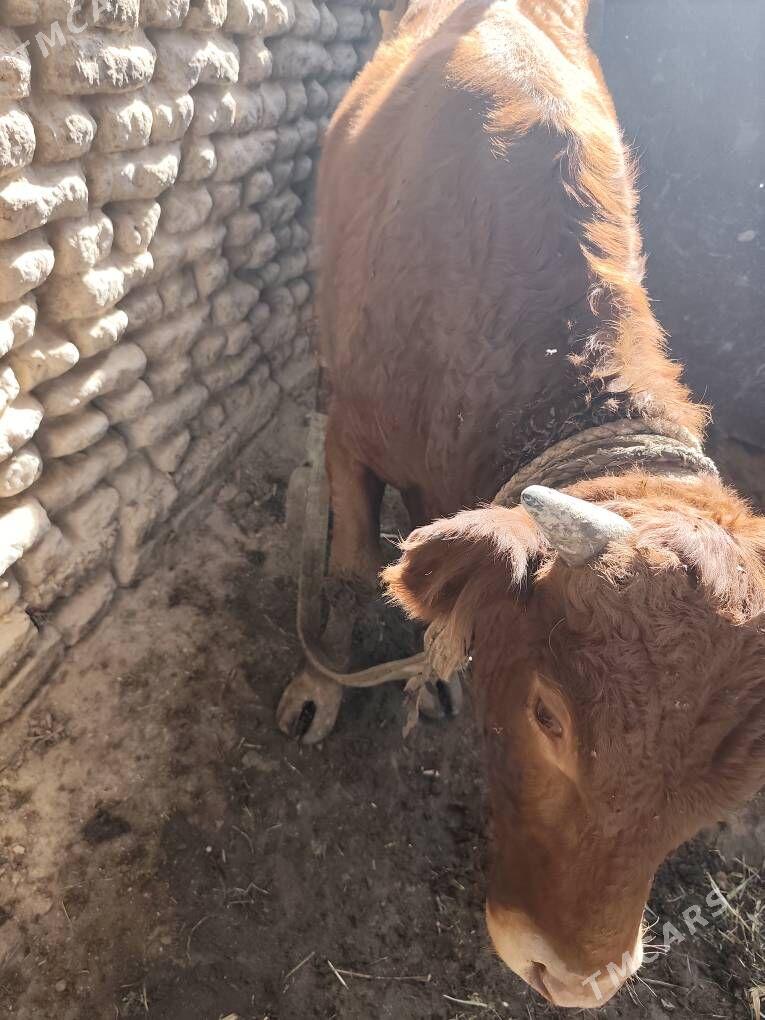 okuz - Мургап - img 2