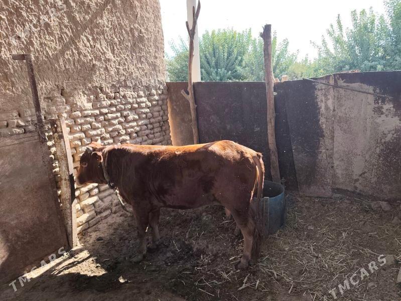 okuz - Мургап - img 4