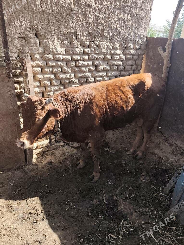 okuz - Мургап - img 5