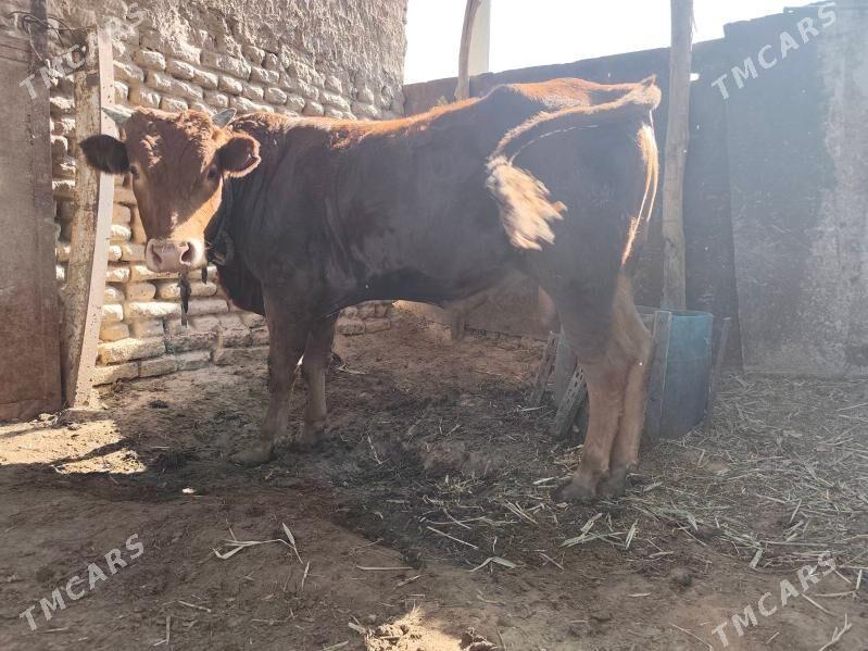 okuz - Мургап - img 3