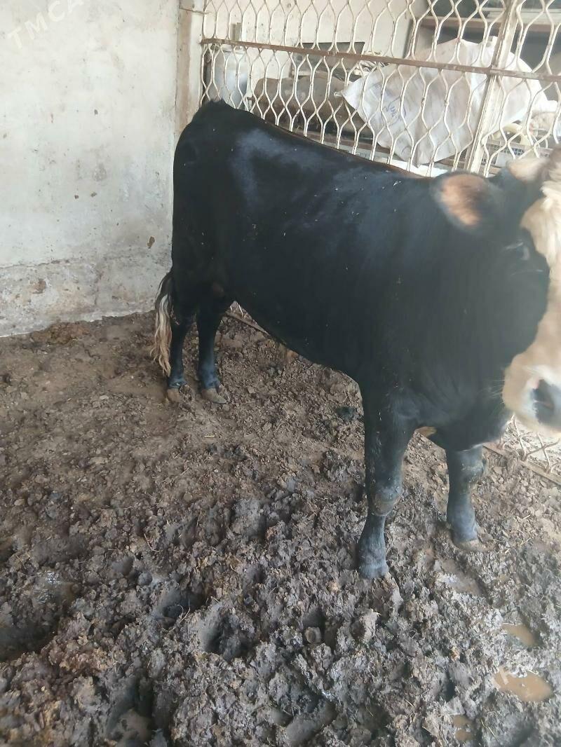 Gibrit öküz - Кипджак - img 4