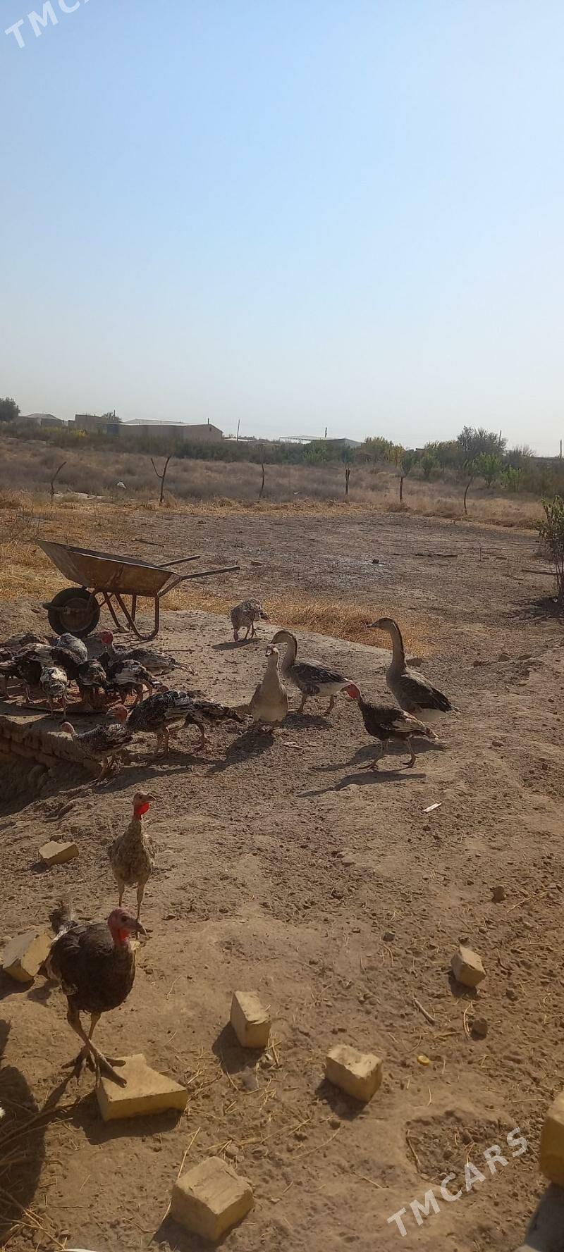 satlyk jay  Türkmenabat - Туркменабат - img 6