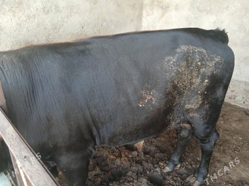 Gibrit öküz - Кипджак - img 2