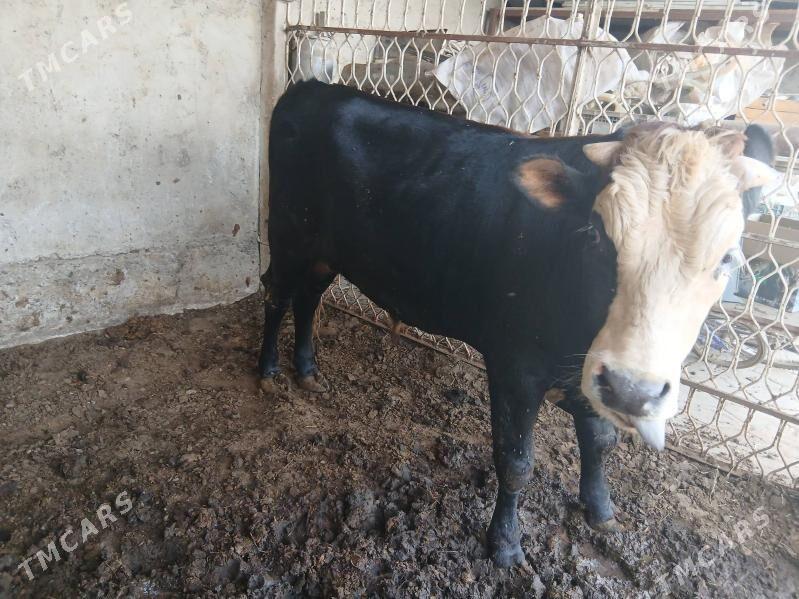 Gibrit öküz - Кипджак - img 3