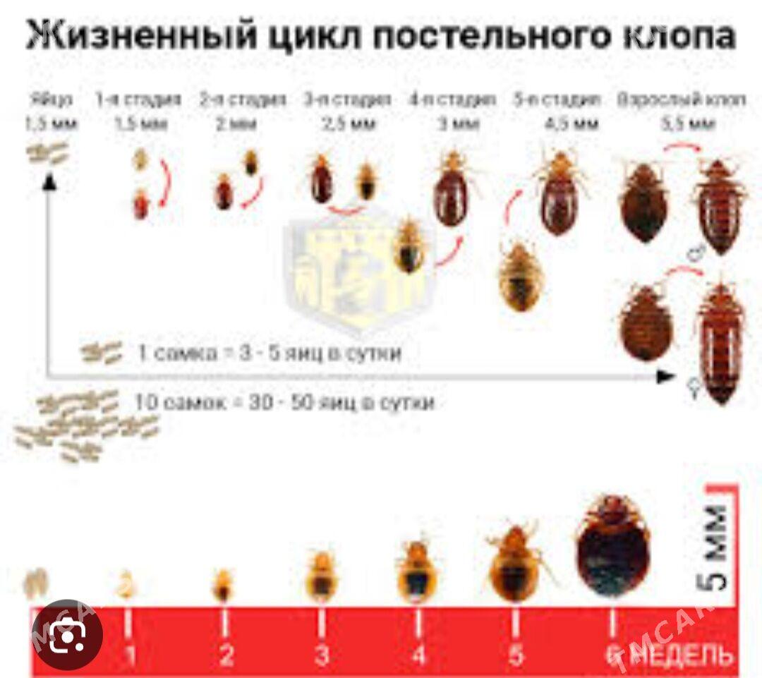 Arassacylyk isi Tagtabite gars - Ашхабад - img 2