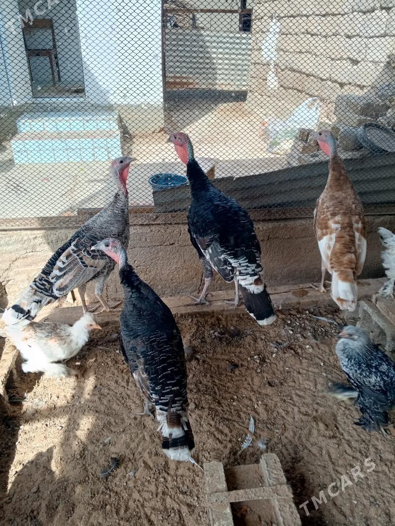 индук induk - Änew - img 3