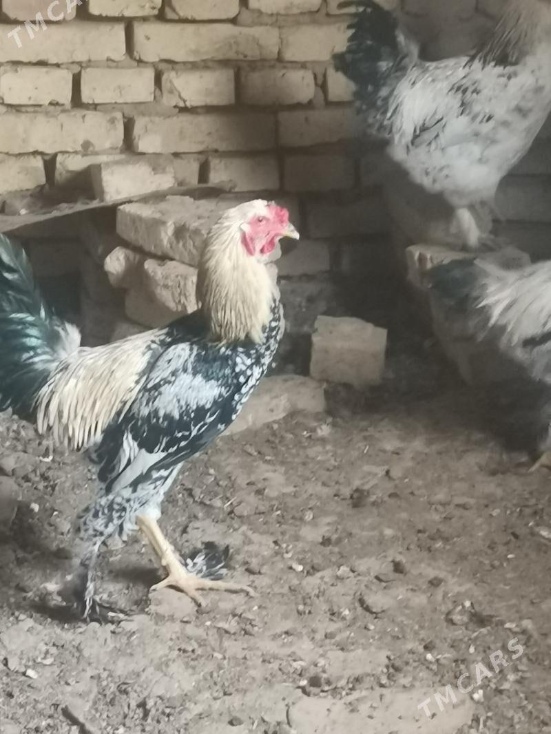 Horoz - Baýramaly - img 1