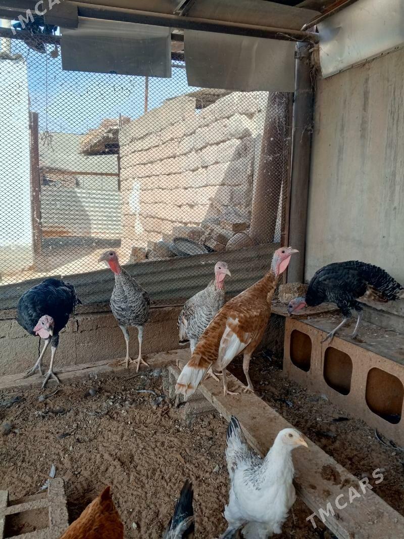 индук induk - Änew - img 2