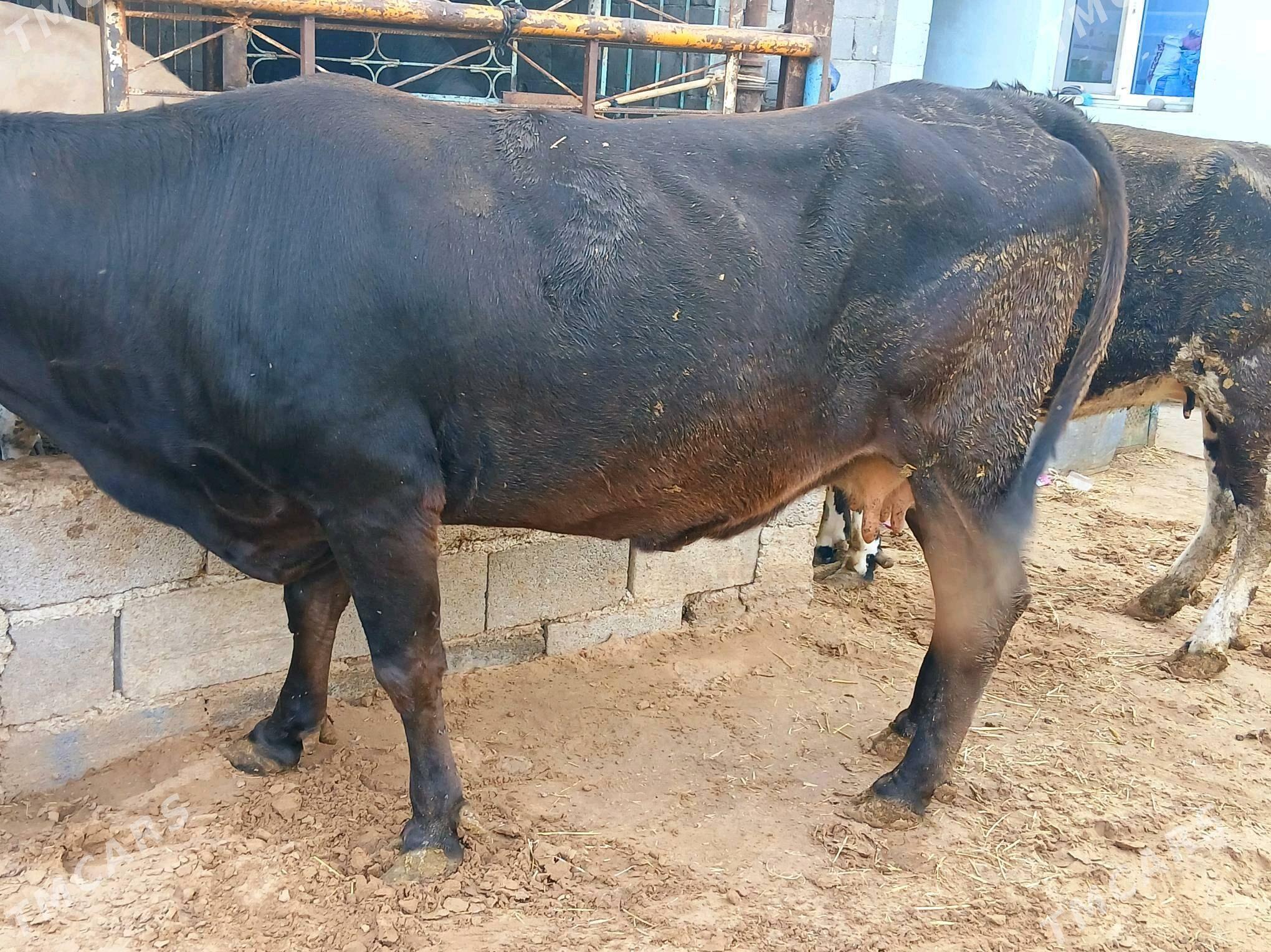 bakylan sygyr - Çoganly - img 2