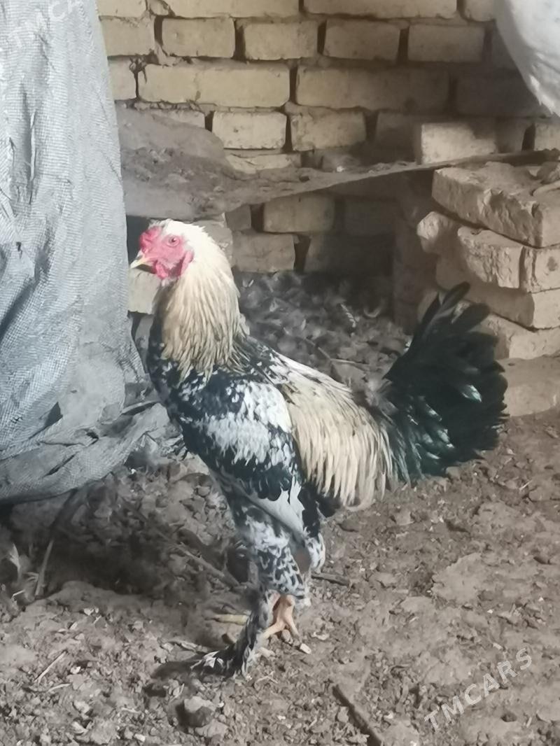 Horoz - Baýramaly - img 2