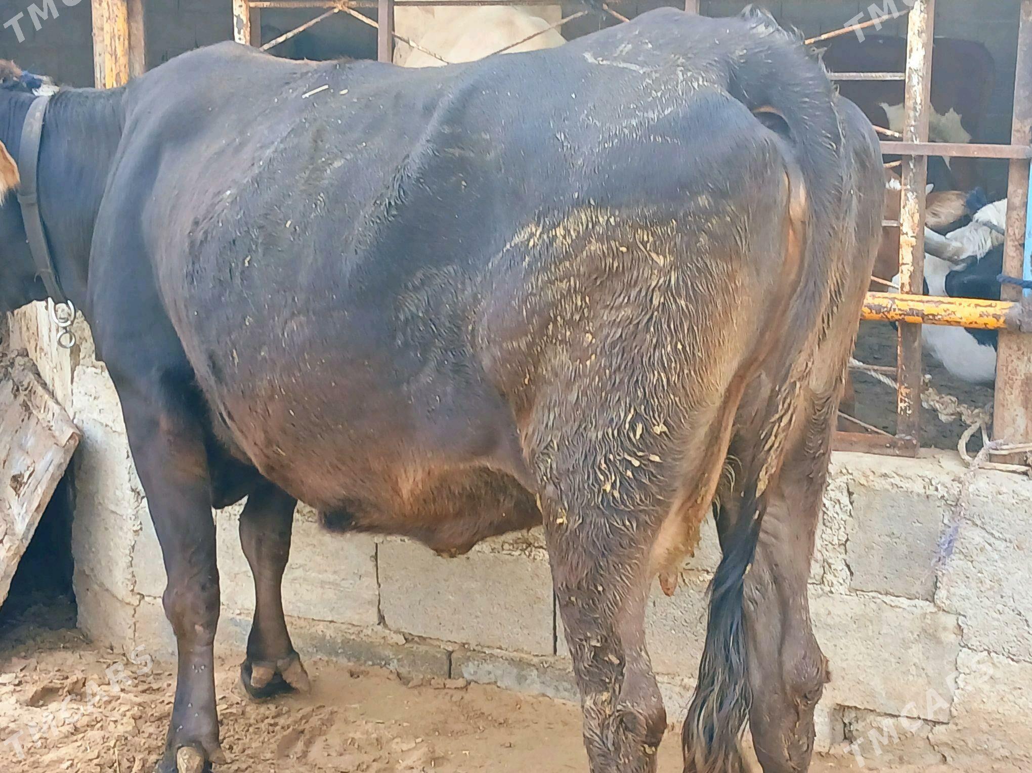 bakylan sygyr - Çoganly - img 1