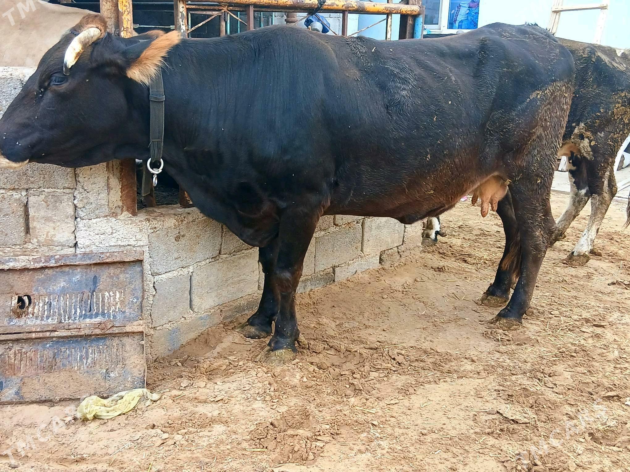 bakylan sygyr - Çoganly - img 3