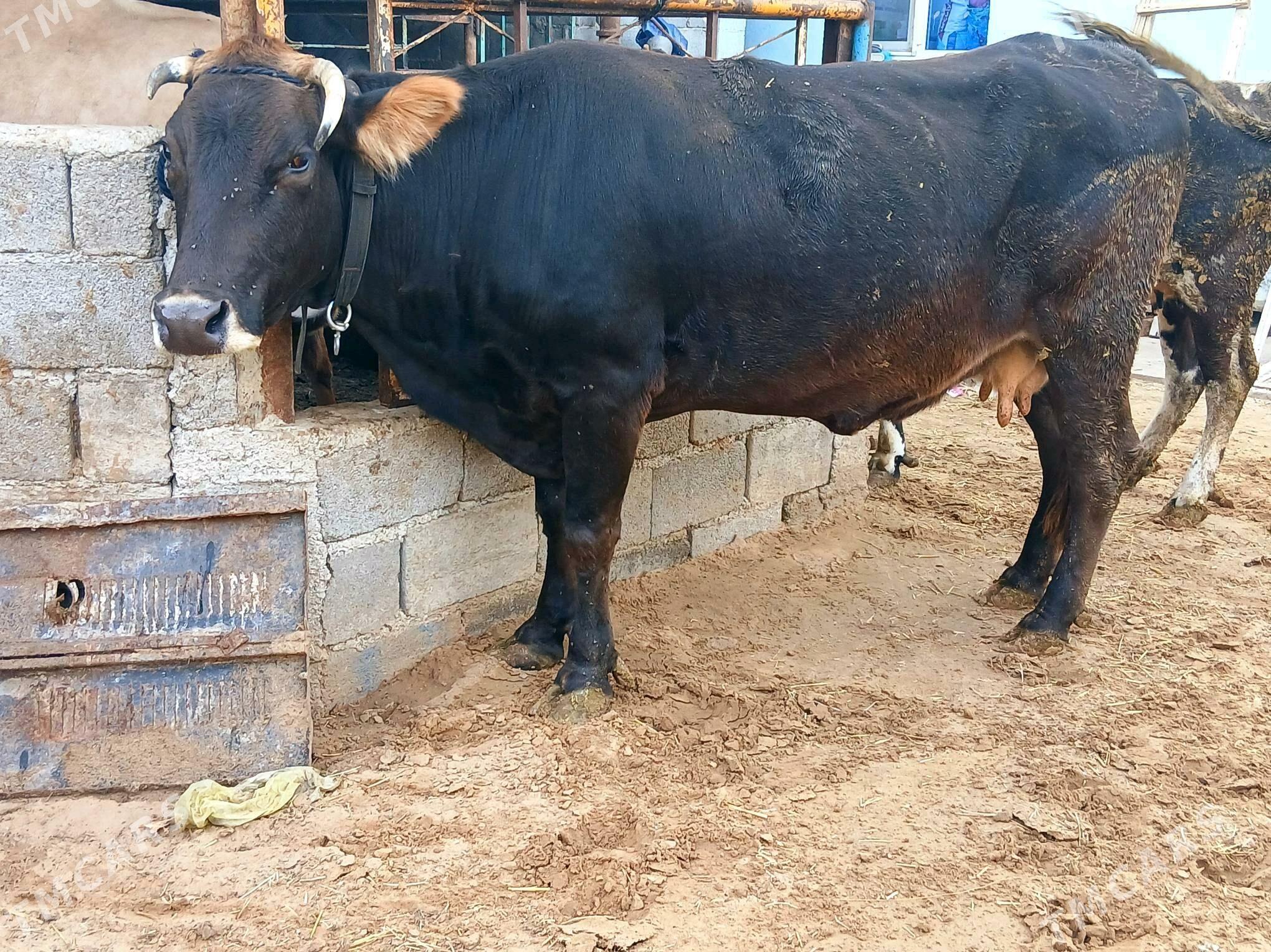 bakylan sygyr - Çoganly - img 4