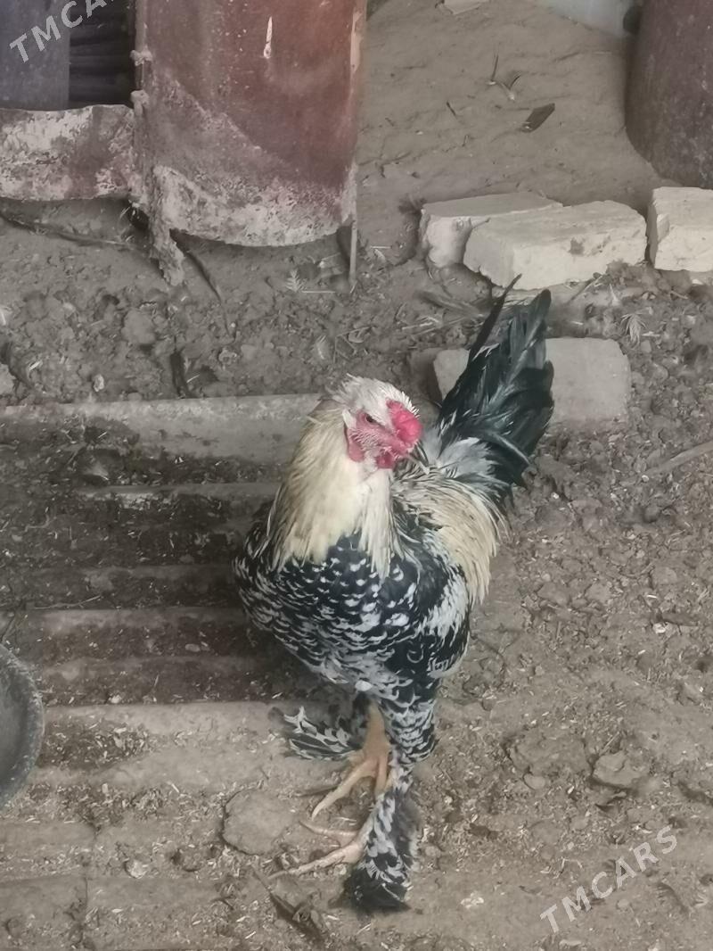 Horoz - Baýramaly - img 4