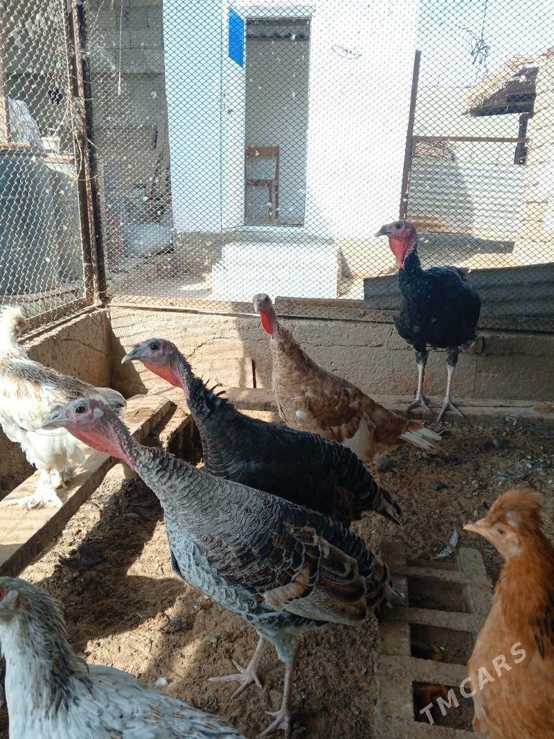 индук induk - Änew - img 4