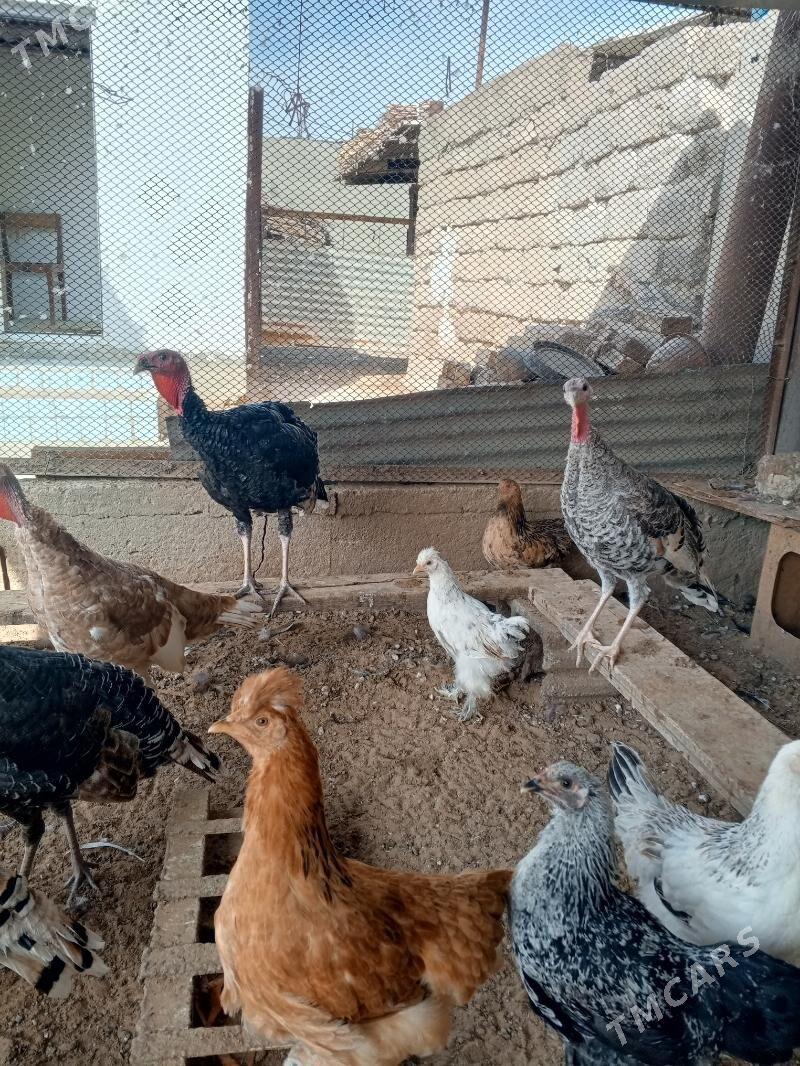 индук induk - Änew - img 5