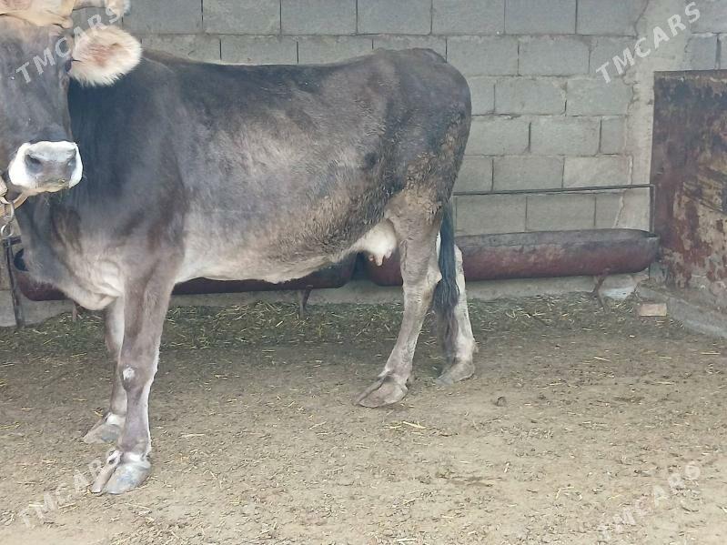 bakylan sygyr - Чоганлы - img 4