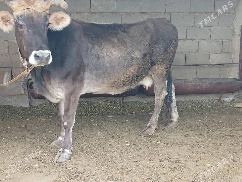 bakylan sygyr - Чоганлы - img 2