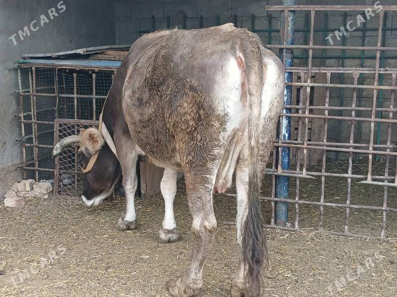 bakylan sygyr - Чоганлы - img 3