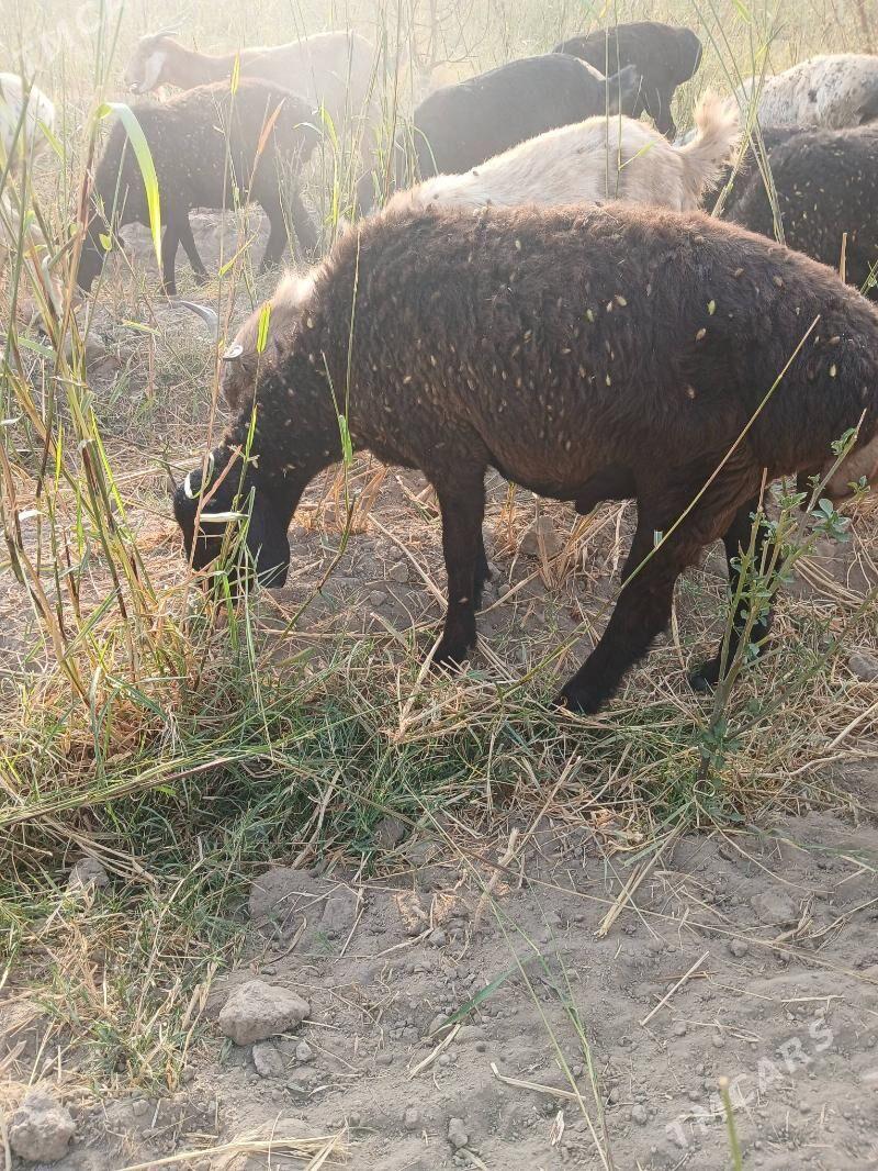 gisar gocgarlar - Kerki - img 10