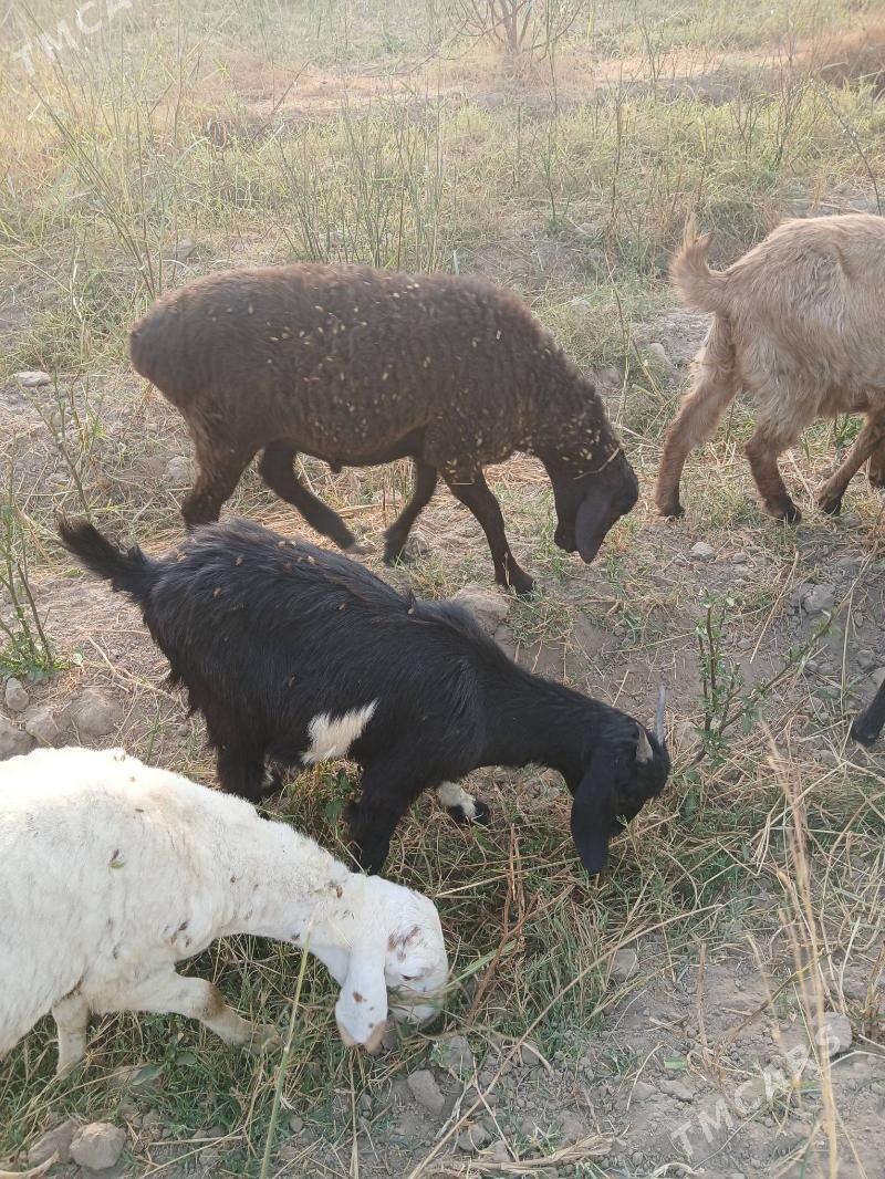 gisar gocgarlar - Kerki - img 7