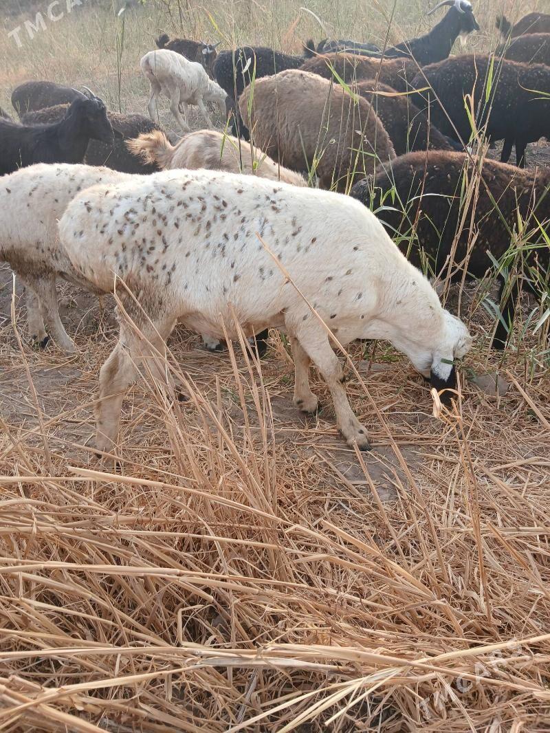 gisar gocgarlar - Kerki - img 5