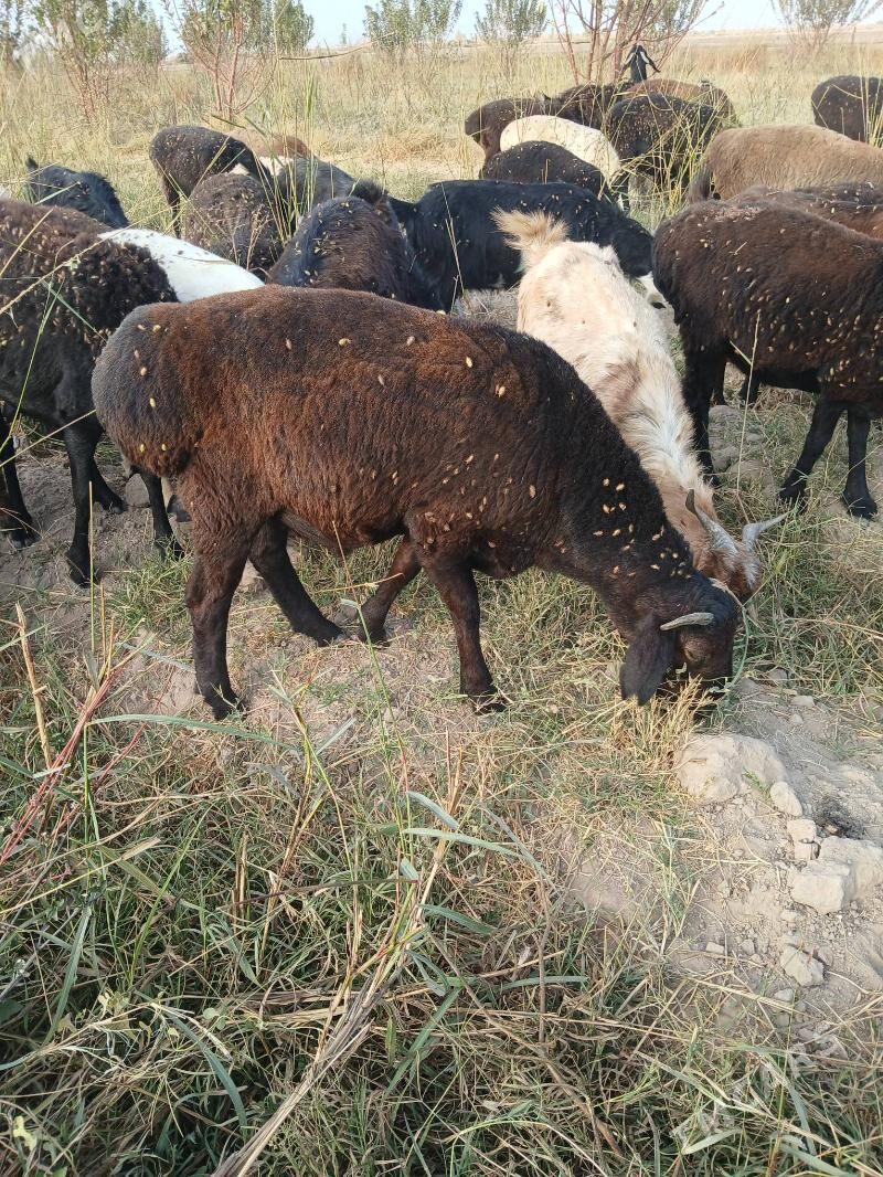 gisar gocgarlar - Kerki - img 9