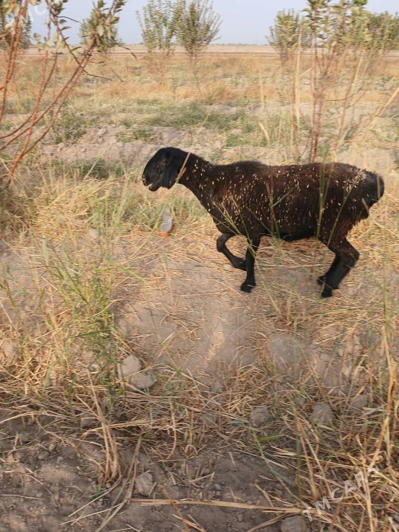 gisar gocgarlar - Kerki - img 6