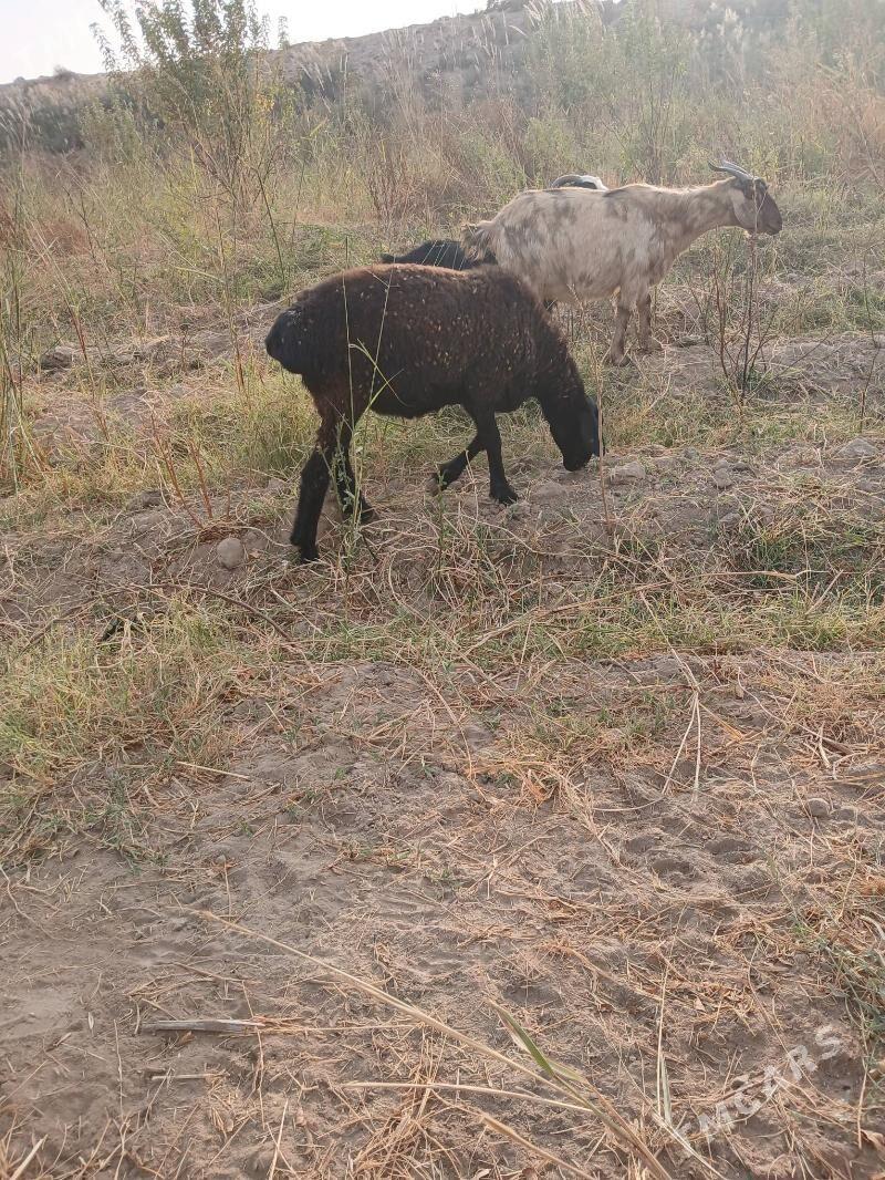 gisar gocgarlar - Kerki - img 3