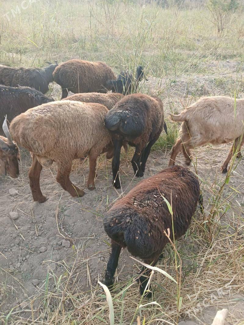 gisar gocgarlar - Kerki - img 8