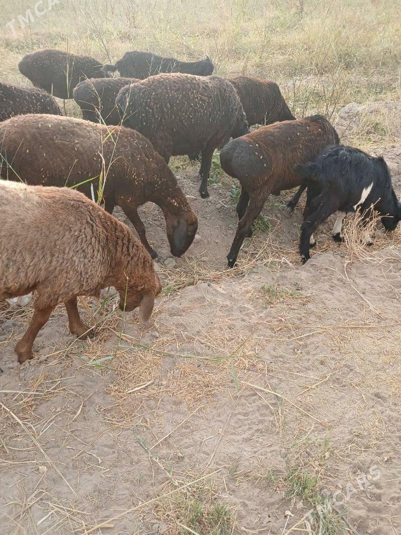 gisar gocgarlar - Kerki - img 2