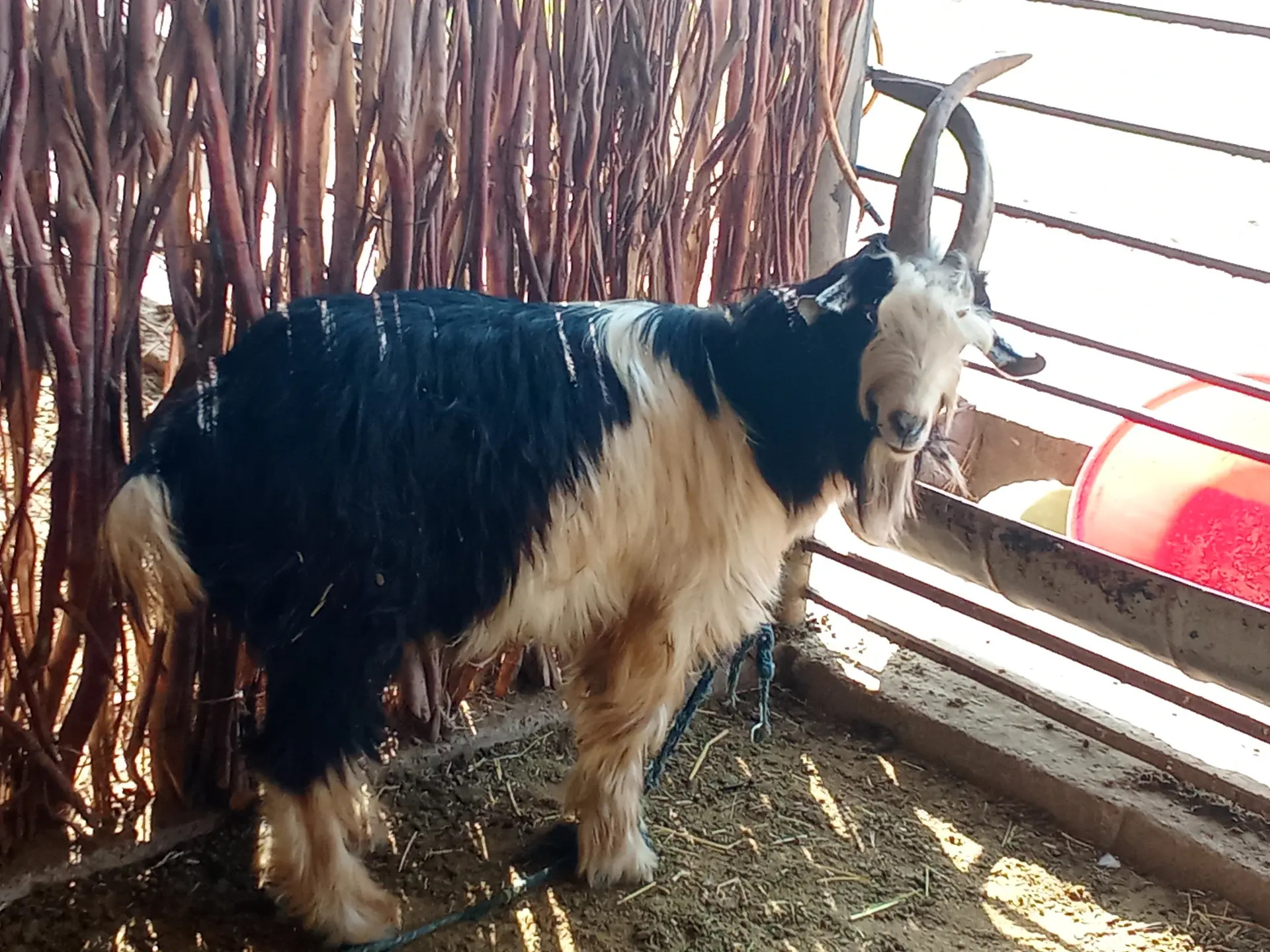 Teke - Sakarçäge - img 2